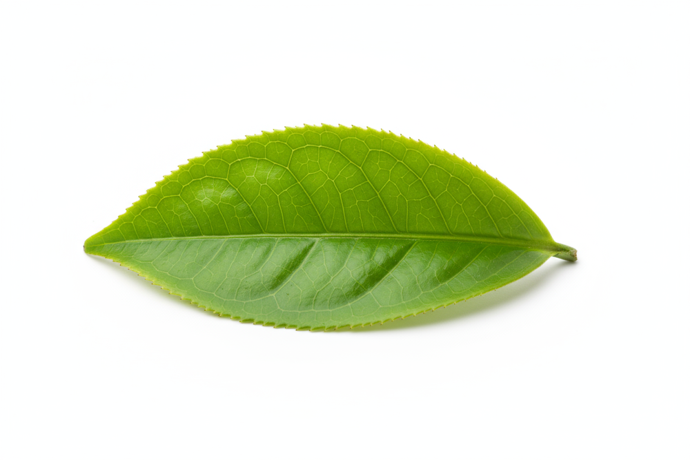 green tea leaf